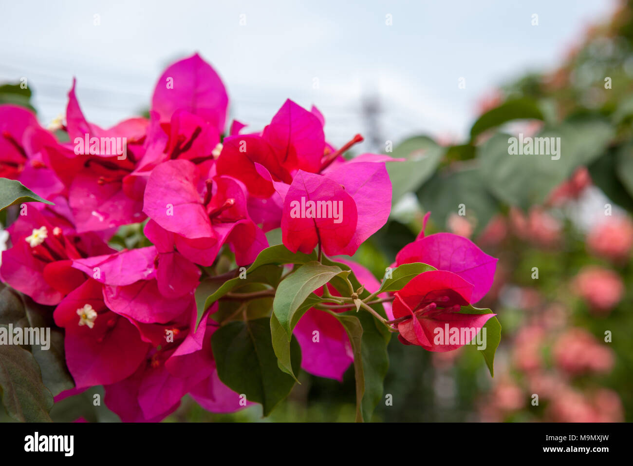 Paperflower, Trillingblomma (Bougainvillea glabra) Foto Stock