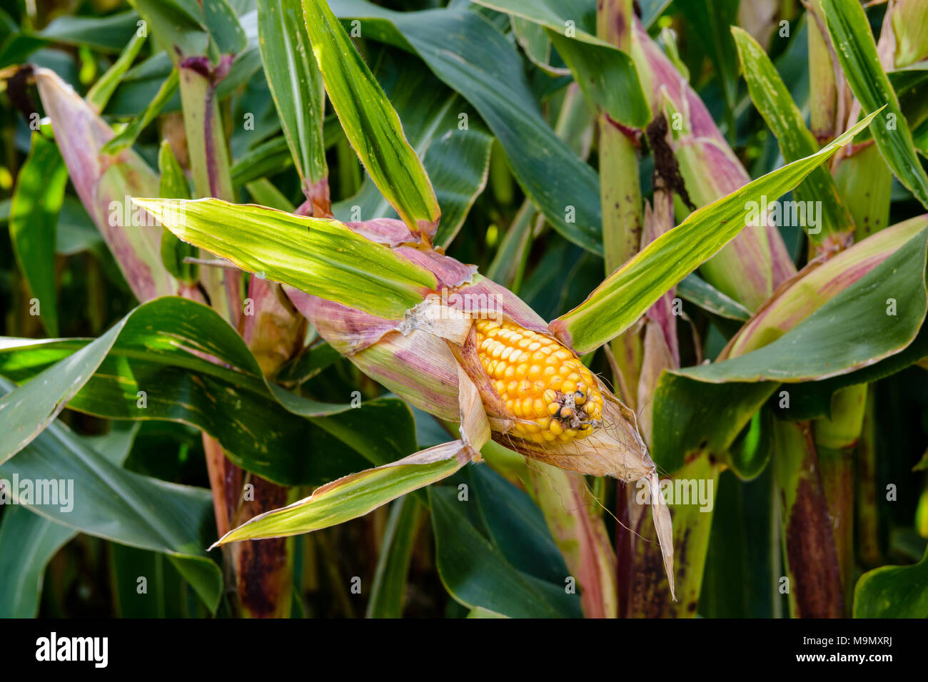 Aprire orecchio maturo di mais in un campo con visibile grani gialli. Foto Stock