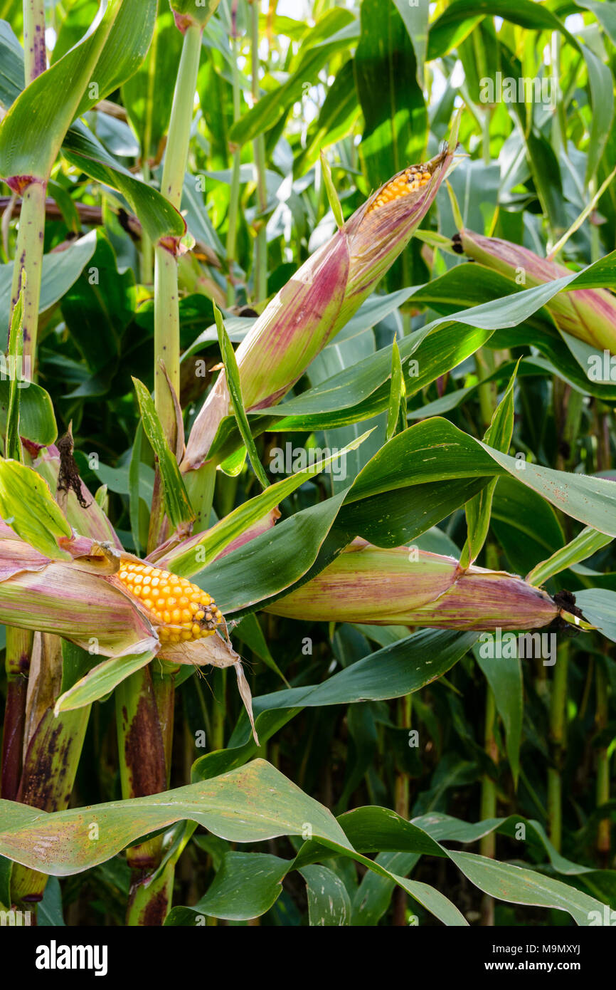 Coppia tutoli di mais in un campo con visibile grani gialli. Foto Stock