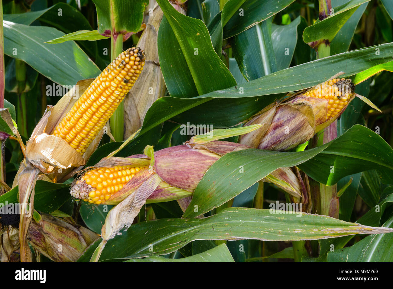 Aprire mature spighe di grano in un campo con visibile grani gialli e lolla di secco. Foto Stock