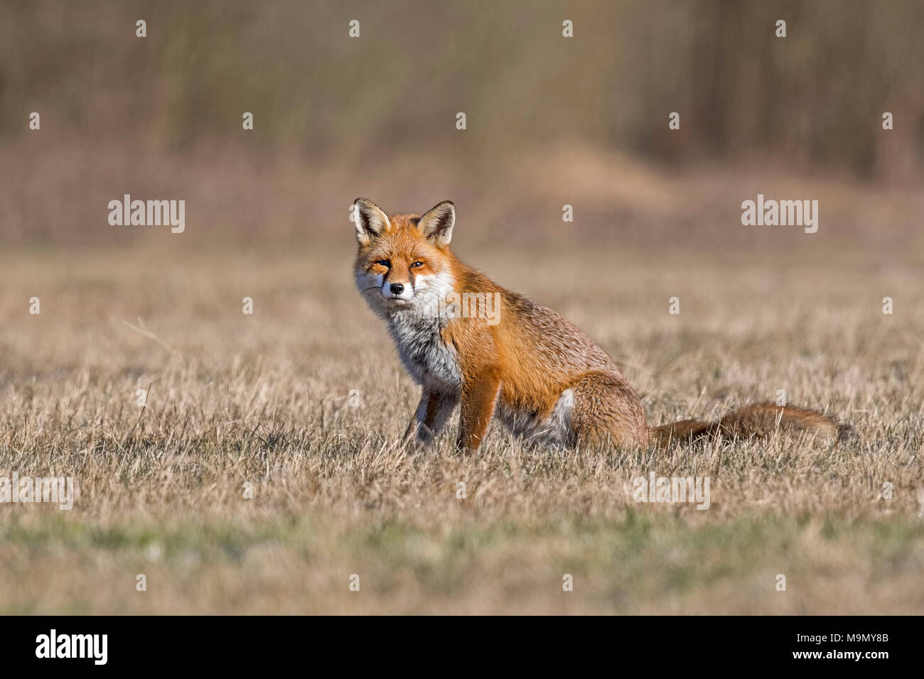Red Fox (Vulpes vulpes vulpes) con l'inverno pelliccia, seduta, Riserva della Biosfera Mittelelbe, Sassonia-Anhalt, Germania Foto Stock