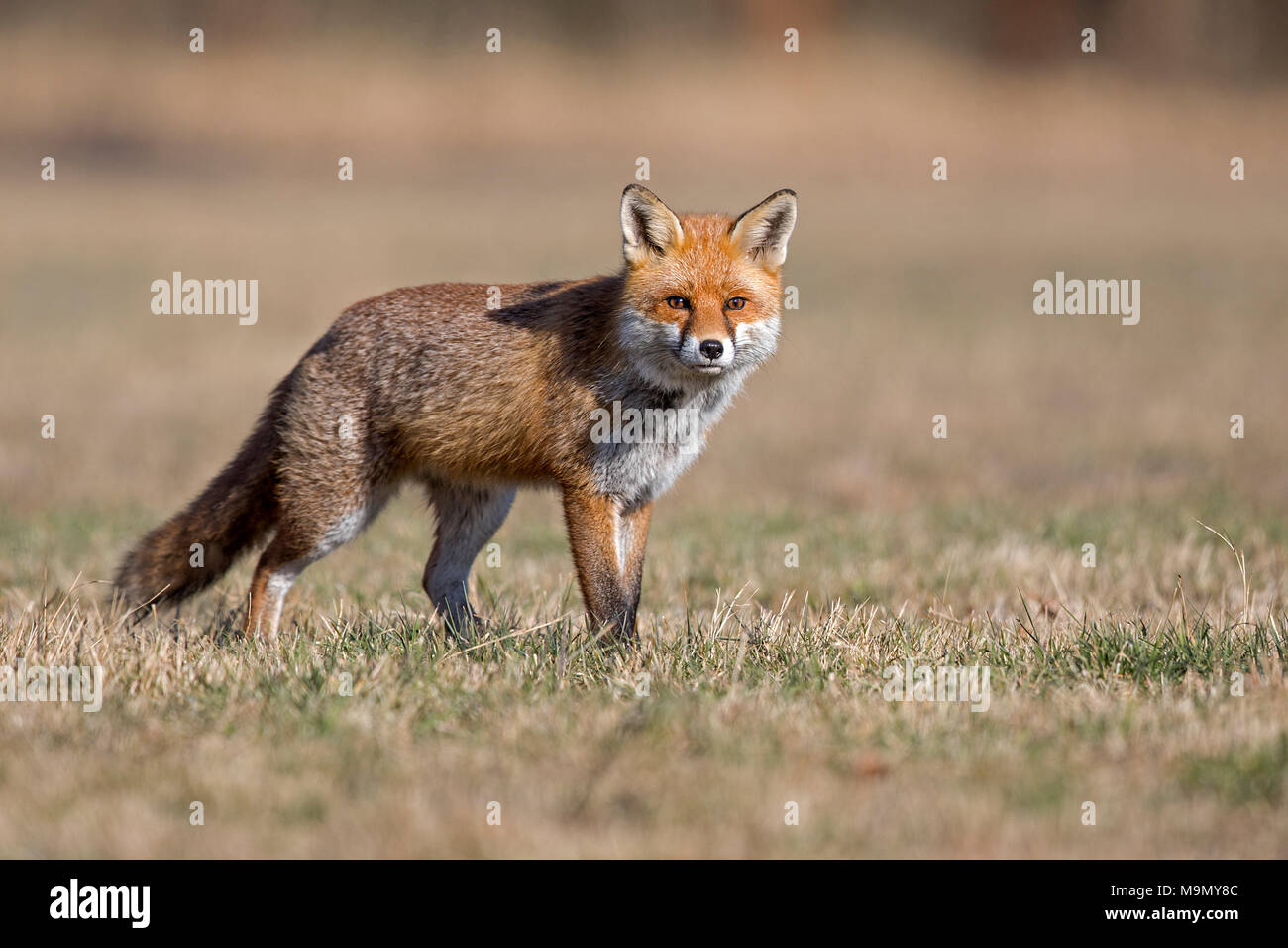 Red Fox (Vulpes vulpes vulpes) con l'inverno pelliccia, Riserva della Biosfera Mittelelbe, Sassonia-Anhalt, Germania Foto Stock