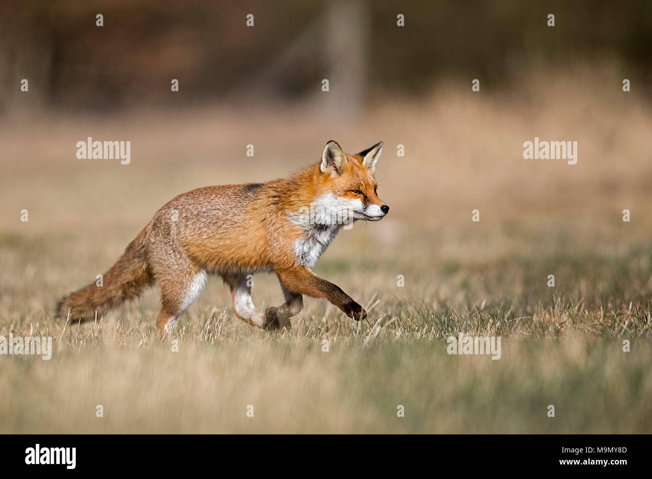 Red Fox (Vulpes vulpes vulpes) con pelliccia invernale, acceso, Riserva della Biosfera Mittelelbe, Sassonia-Anhalt, Germania Foto Stock