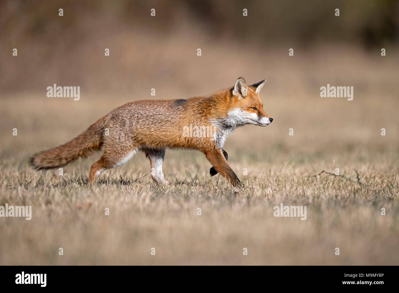 Red Fox (Vulpes vulpes vulpes) con pelliccia invernale, acceso, Riserva della Biosfera Mittelelbe, Sassonia-Anhalt, Germania Foto Stock