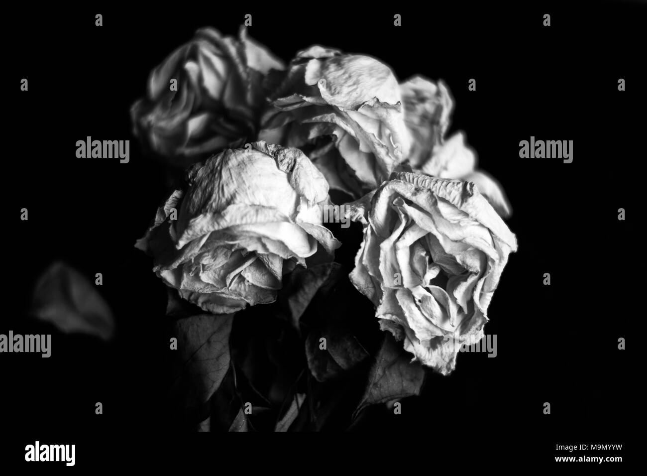 Close up di un mazzetto di appassiti rose bianche su sfondo nero in bianco  e nero Foto stock - Alamy