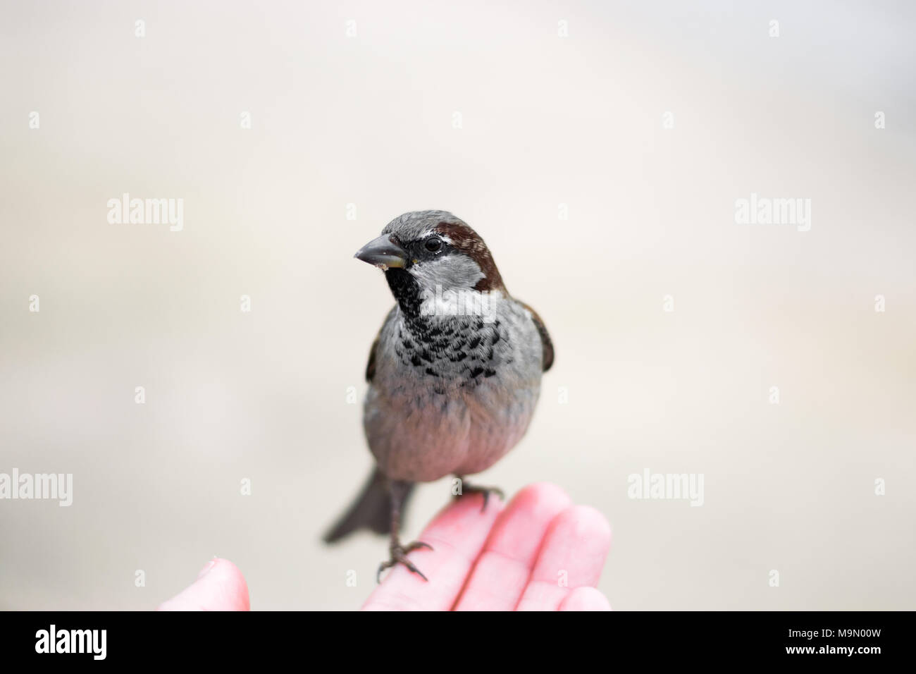 Close up di un maschio casa passero con un espressione quizzical (Passer domesticus) arroccato su una mano tesa Foto Stock