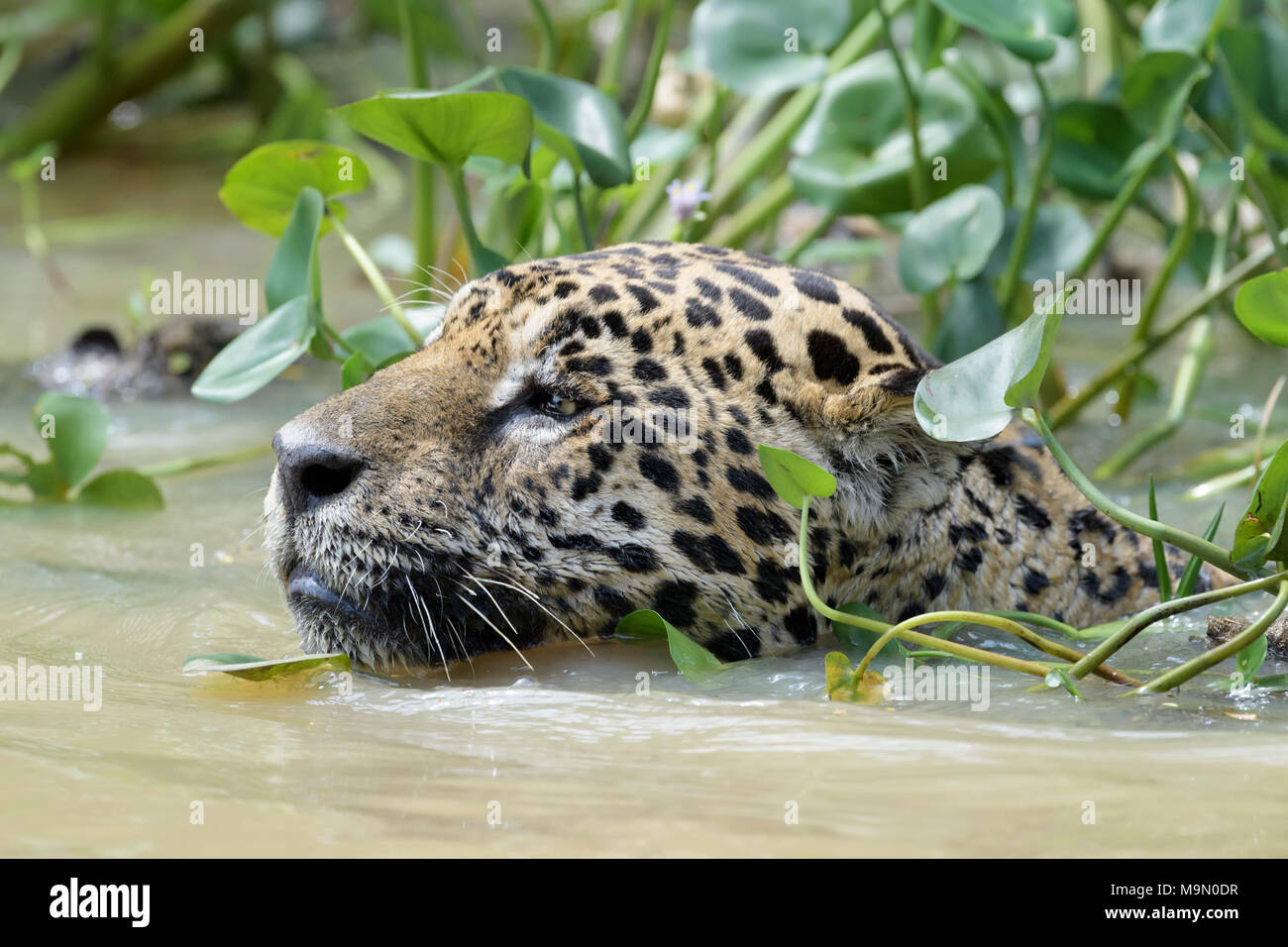 Jaguar (Panthera onca) ritratto in acqua, Pantanal, Mato Grosso, Brasile Foto Stock