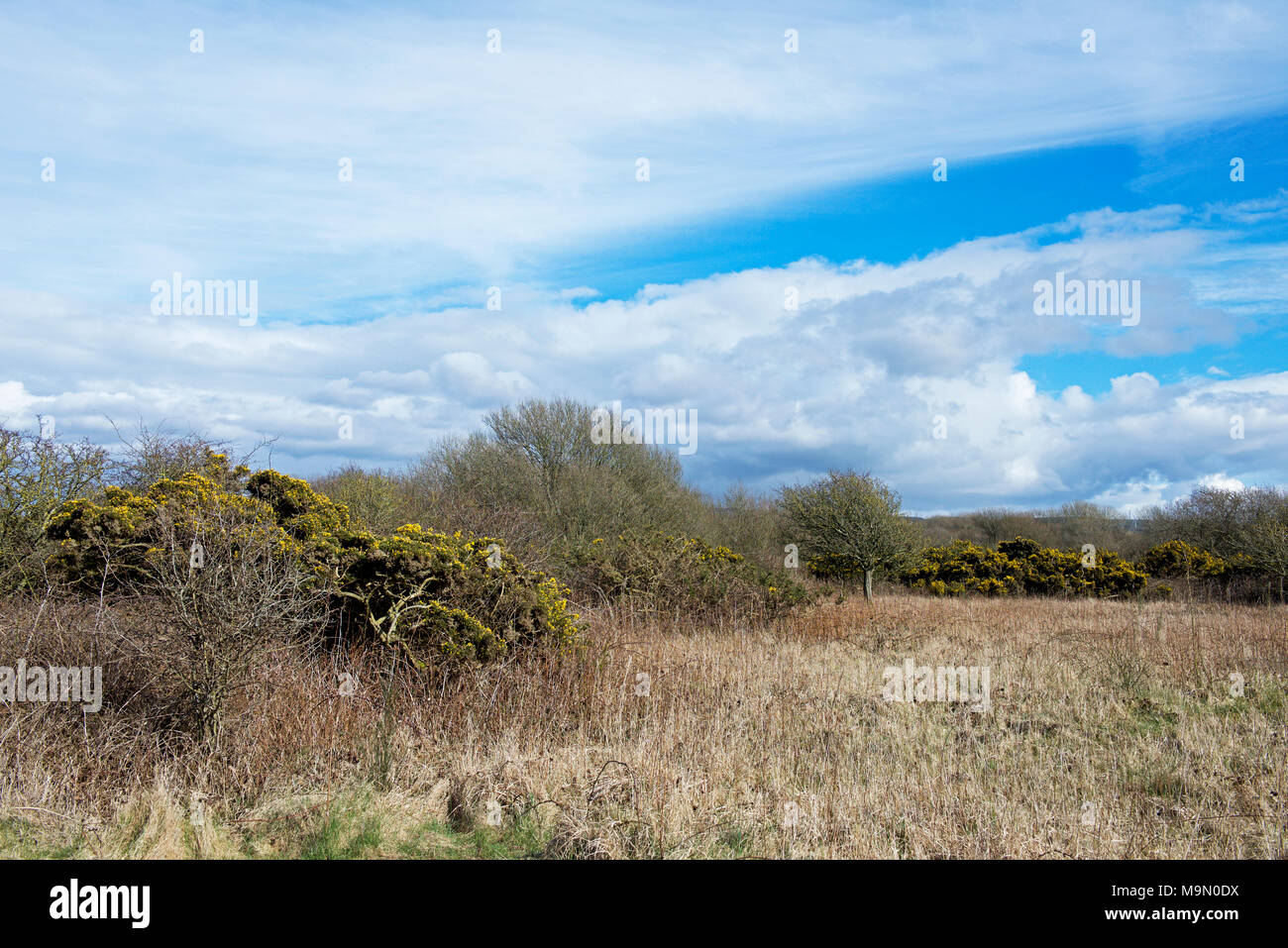 RSPB Hodbarrow riserva naturale vicino a Millom, West Cumbria, England Regno Unito Foto Stock