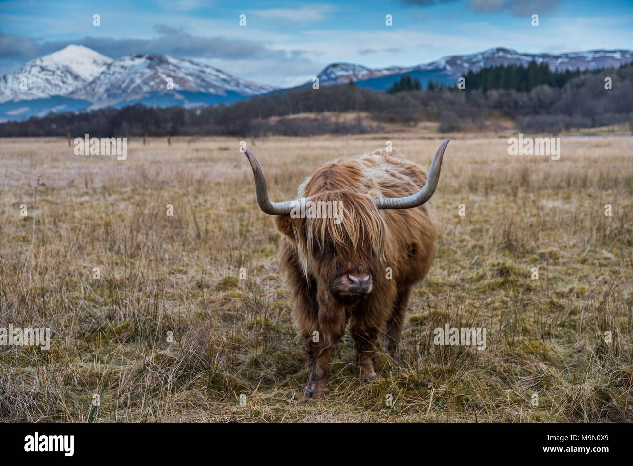 Highland mucca nel paesaggio di montagna in Scozia Foto Stock