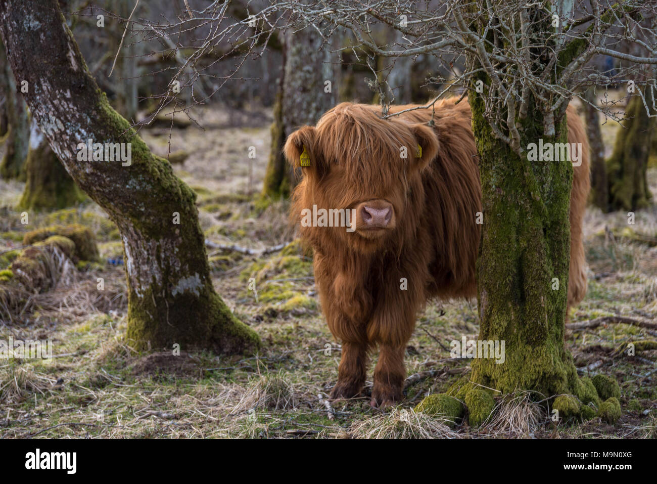 Highland mucca in una zona boschiva in Scozia Foto Stock