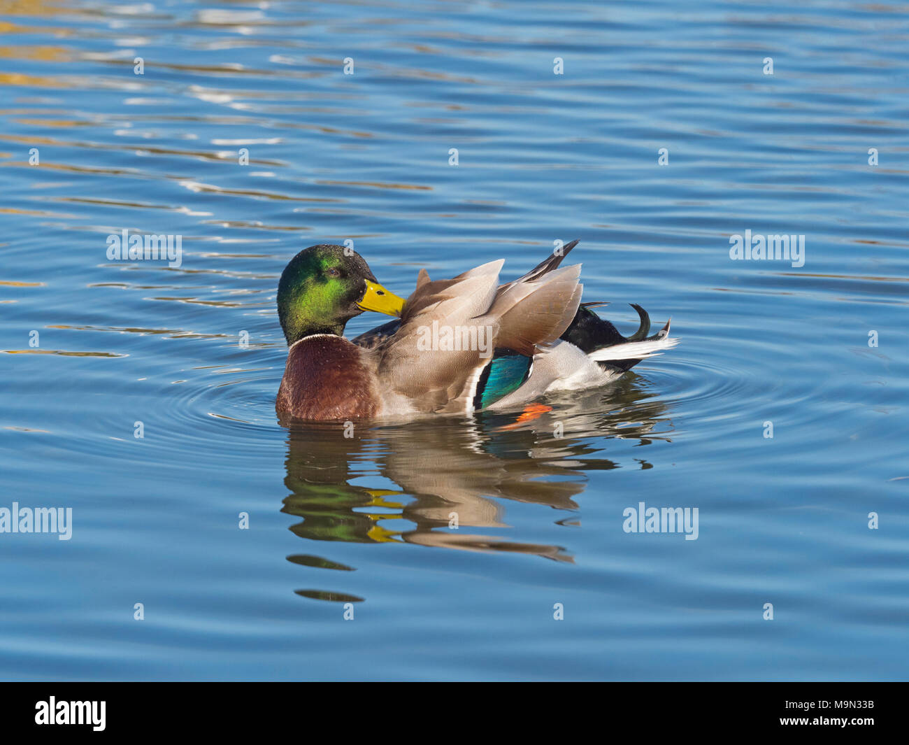 Mallard ano platyrhyncha Drake molla preening Norfolk Foto Stock