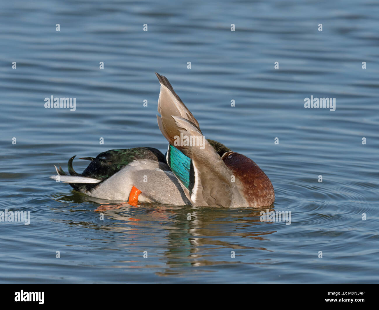 Mallard ano platyrhyncha Drake molla preening Norfolk Foto Stock