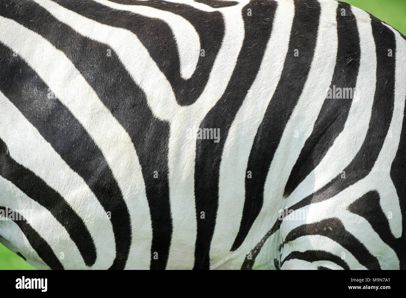La Burchell zebra (Equus quagga burchellii) in Givskud Zoo Givskud, Danimarca. 18 agosto 2010, è uno zoo e parco safari aperto nel 1969 come Løvepark Foto Stock