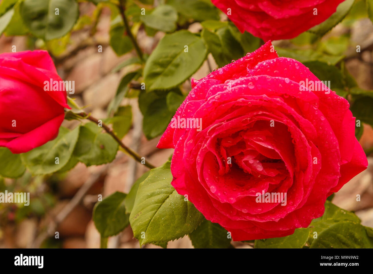 Close-up di una rosa bagnata dalla pioggia di primavera Foto stock - Alamy