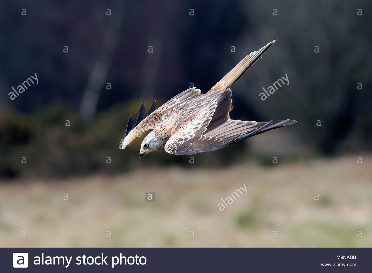 Un aquilone rosso in volo sopra le colline di Dumfriesshire, Scozia. Foto Stock
