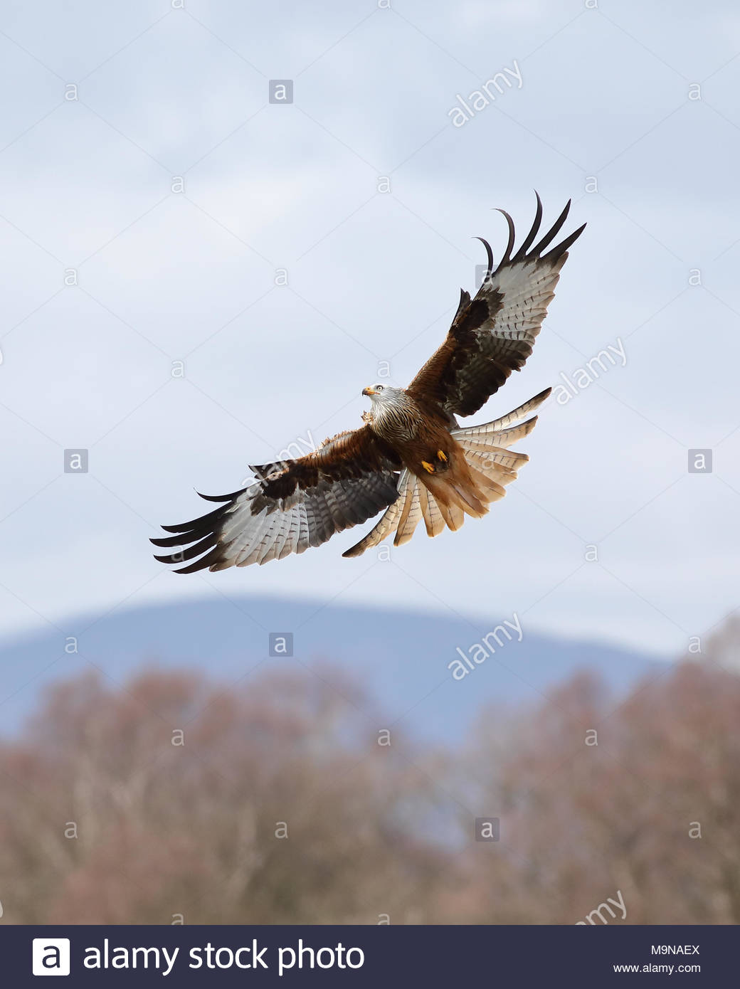 Un aquilone rosso in volo sopra le colline di Dumfriesshire, Scozia. Foto Stock