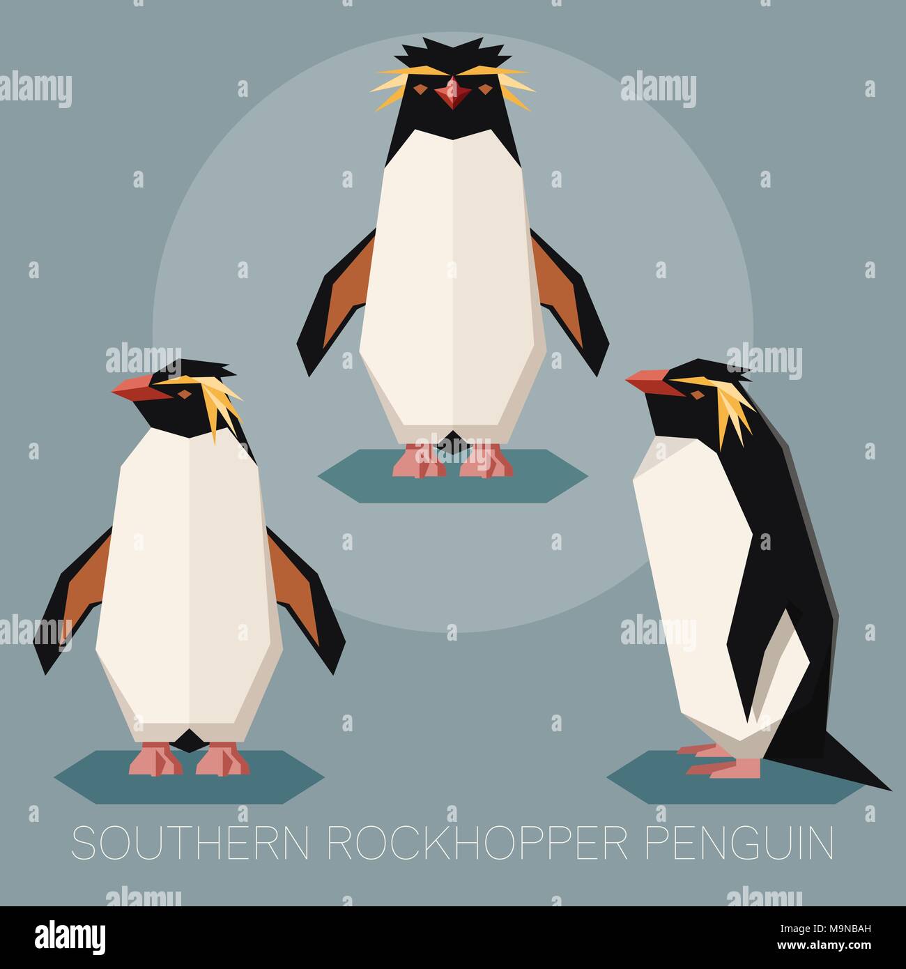 Immagine vettoriale della piazza-ad angolo piatti meridionali pinguino saltaroccia Illustrazione Vettoriale