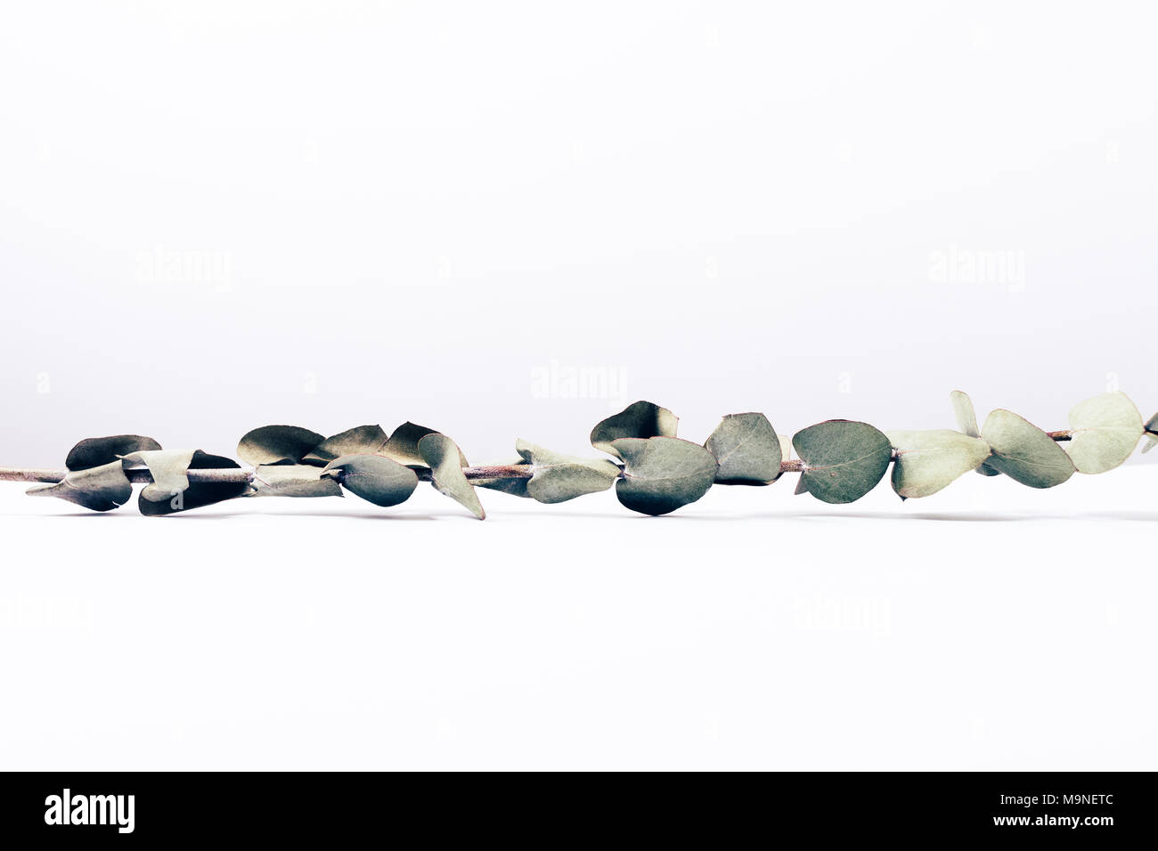 Ramo di eucalipto su sfondo bianco. Elegante e minimalista di immagine disposti orizzontalmente ramoscello di eucalipto. Foto Stock