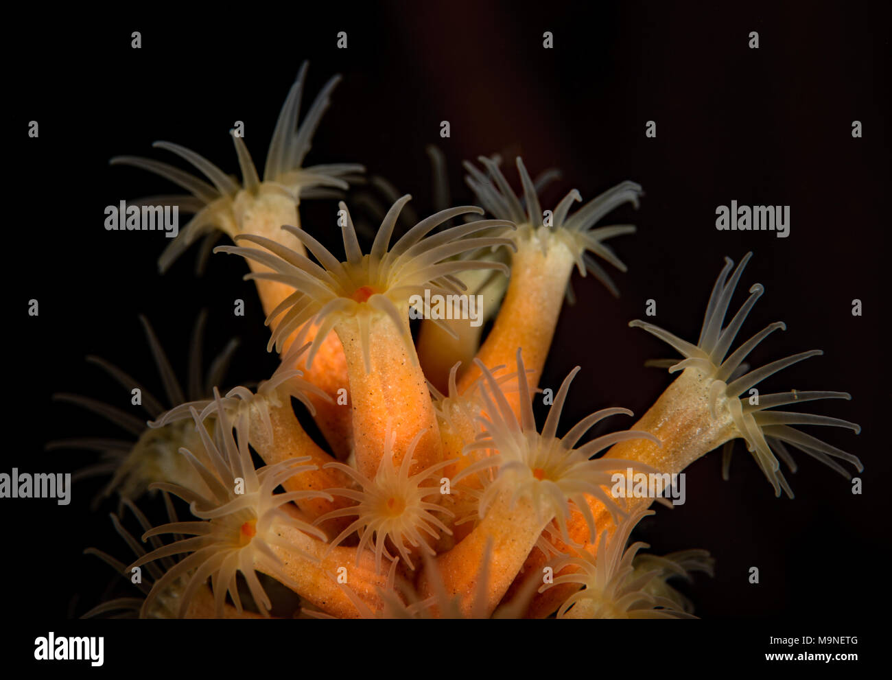 Savalia lucifica, Zoanthid Anemone Foto Stock