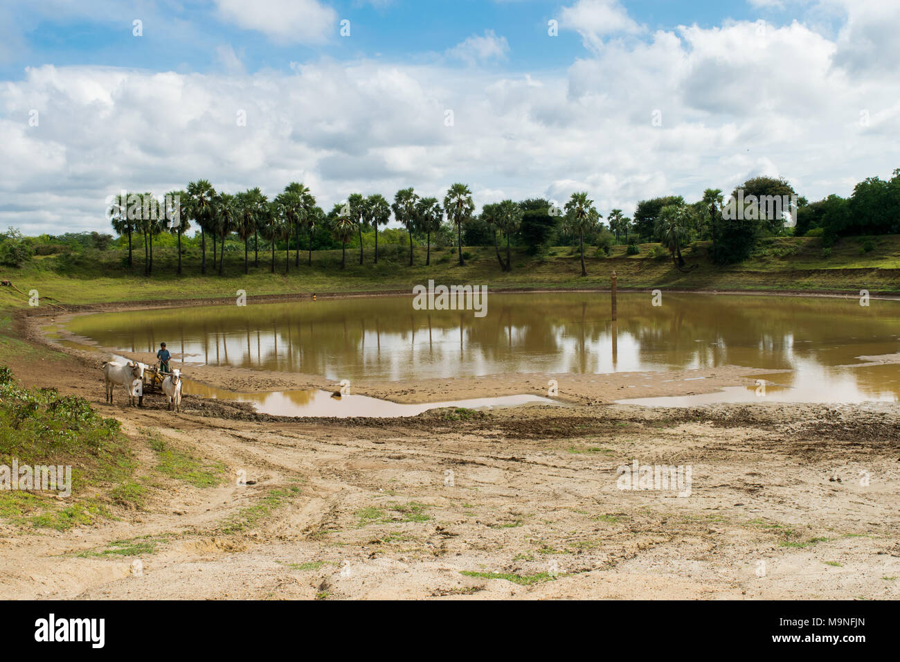 Un uomo birmano usando un bue guidato carrello con due tori di bianco per la raccolta di acqua in un barile da un serbatoio vicino lago di Bagan, birmania, myanmar, SE Asia Foto Stock
