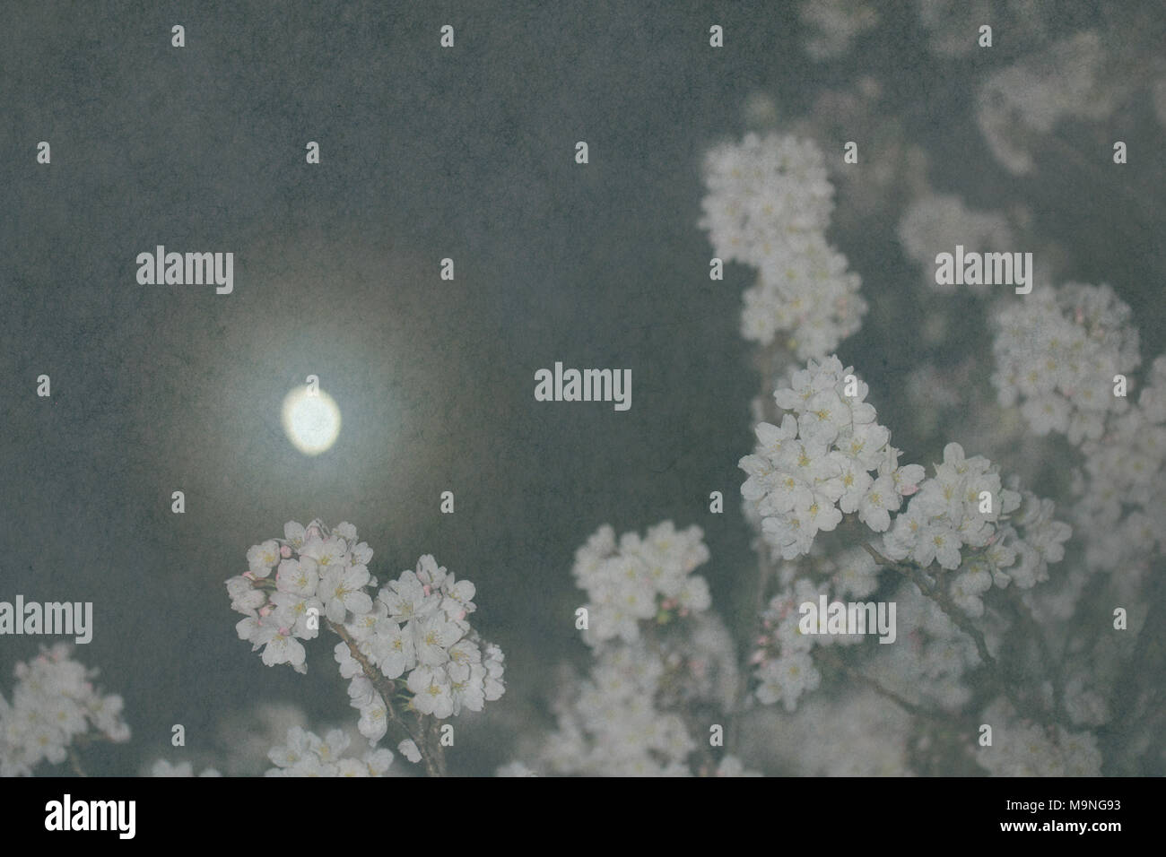 Japanese cherry blossom tree sulla notte di luna e vintage lo sfondo della carta Foto Stock