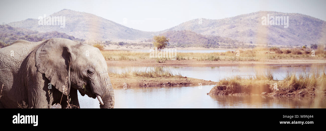 Immagine composita della vista laterale di un elefante nella savana Foto Stock