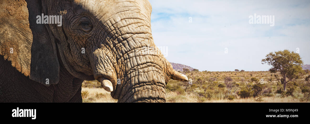 Immagine composita di close-up di un elefante che mostra la sua brosmio Foto Stock