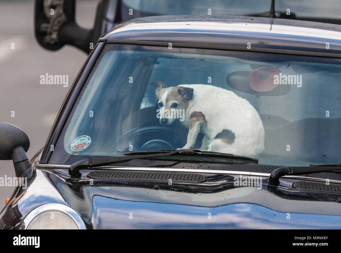 Un cane di piccola taglia a sinistra in una vettura mentre il proprietario va a negozi nel Regno Unito. Foto Stock