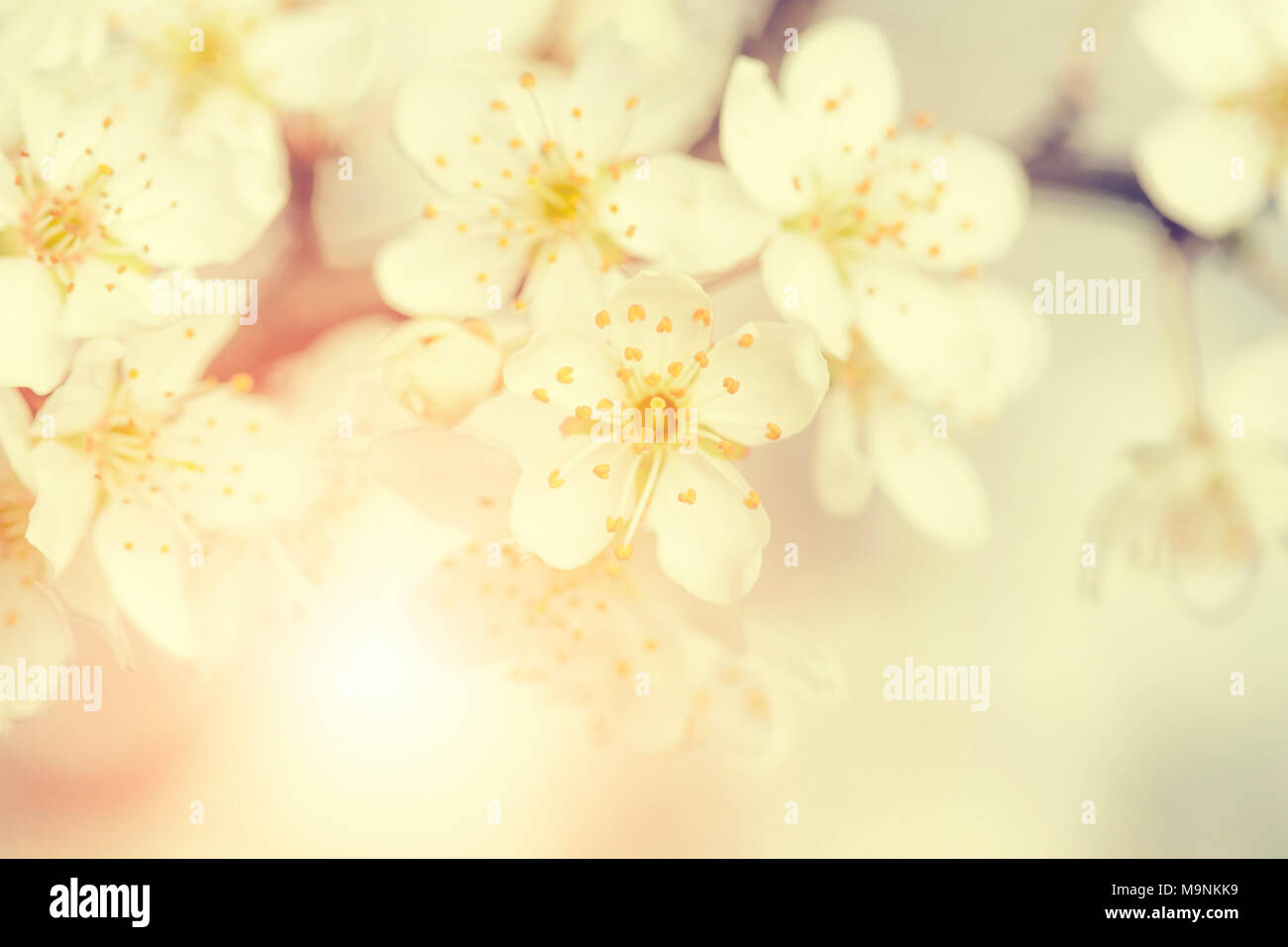 Fiore di Ciliegio fiore dettaglio sullo sfondo della molla Foto Stock