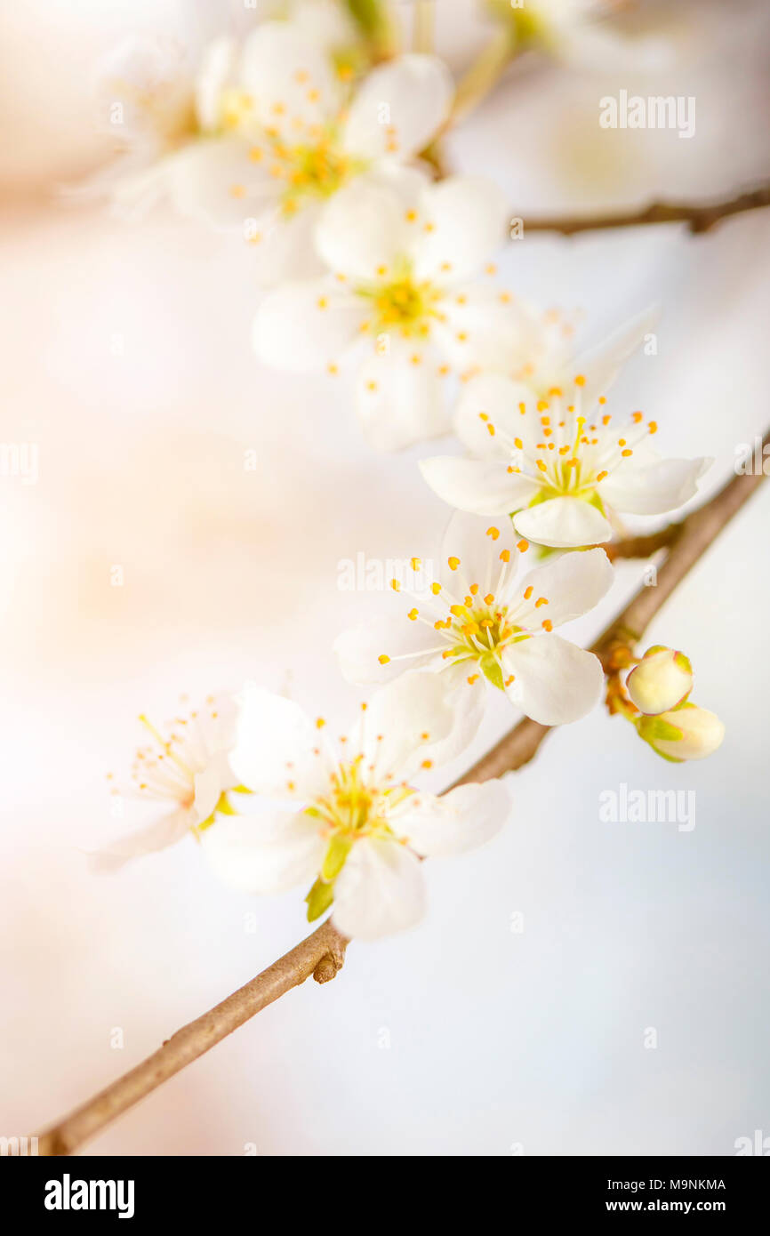 Fiore di Ciliegio fiore dettaglio sullo sfondo della molla Foto Stock