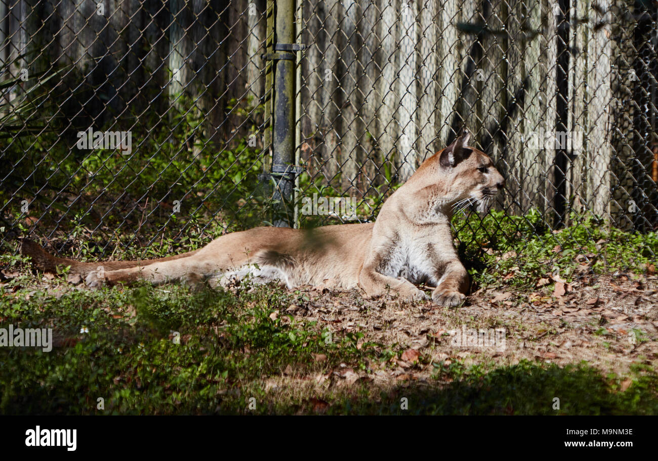 Pantera della Florida Foto Stock
