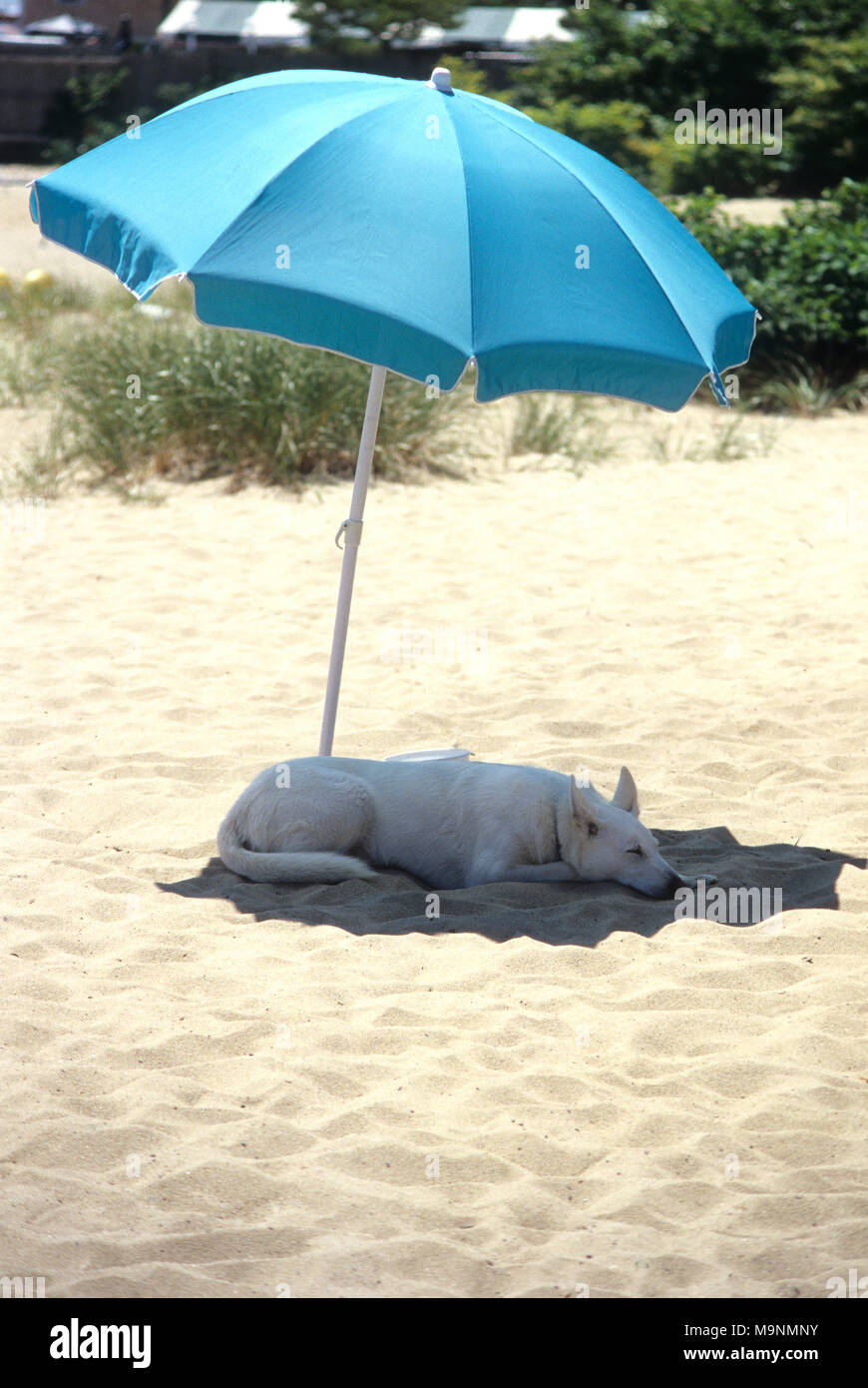 'Dog giorni di estate". Un cane a Cape Cod in spiaggia a Provincetown, Massachusetts (USA) Foto Stock