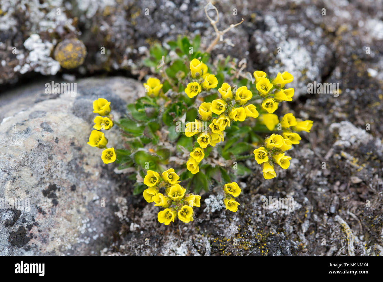 Draba alpine / Alpine whitlow grass (Draba alpina L.) in fiore tra rocce, Svalbard / Spitsbergen, Norvegia Foto Stock