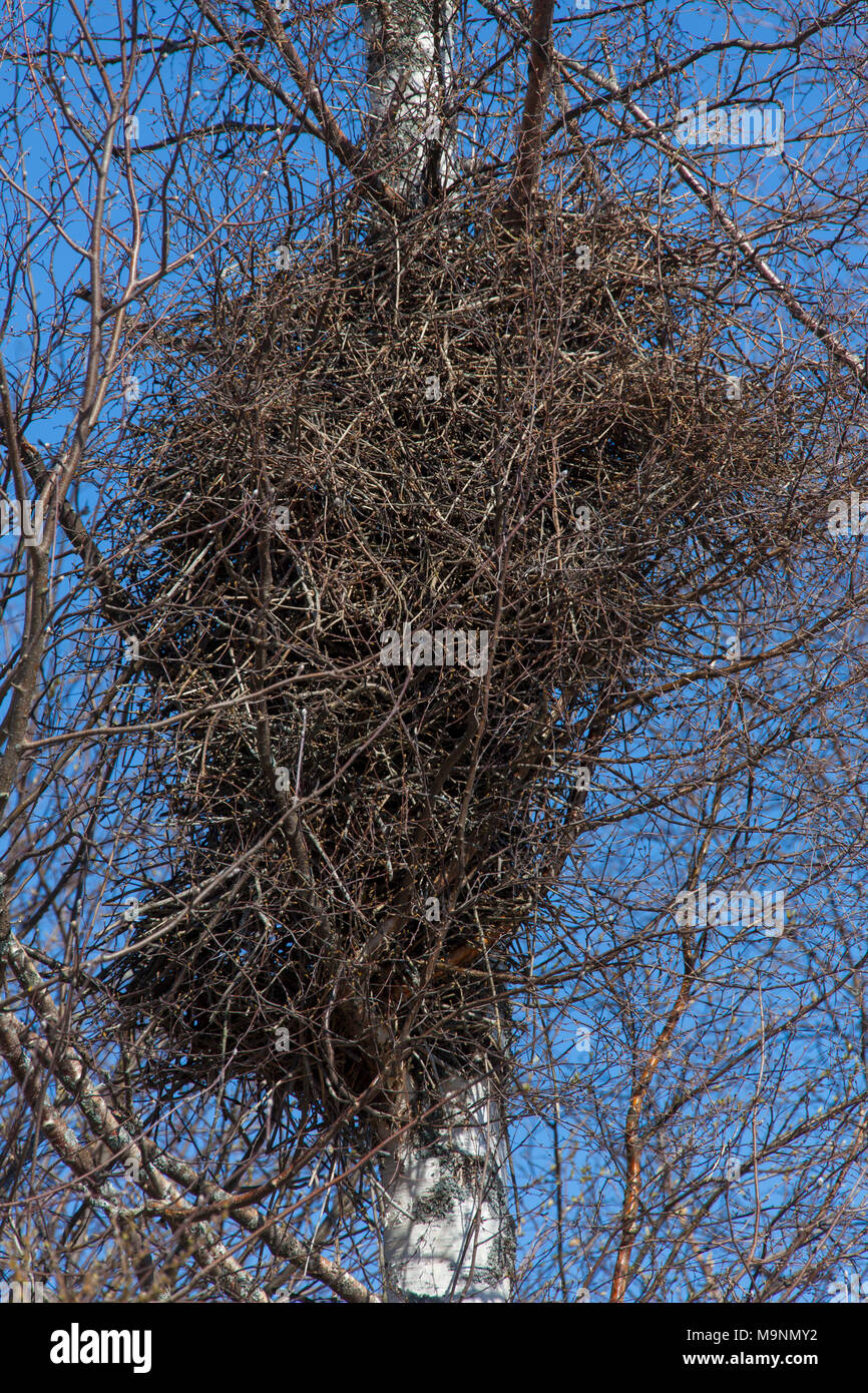 Eurasian gazza / comune gazza (Pica pica), Voluminoso nido fatto di ramoscelli in betulla nella stagione della riproduzione in primavera Foto Stock