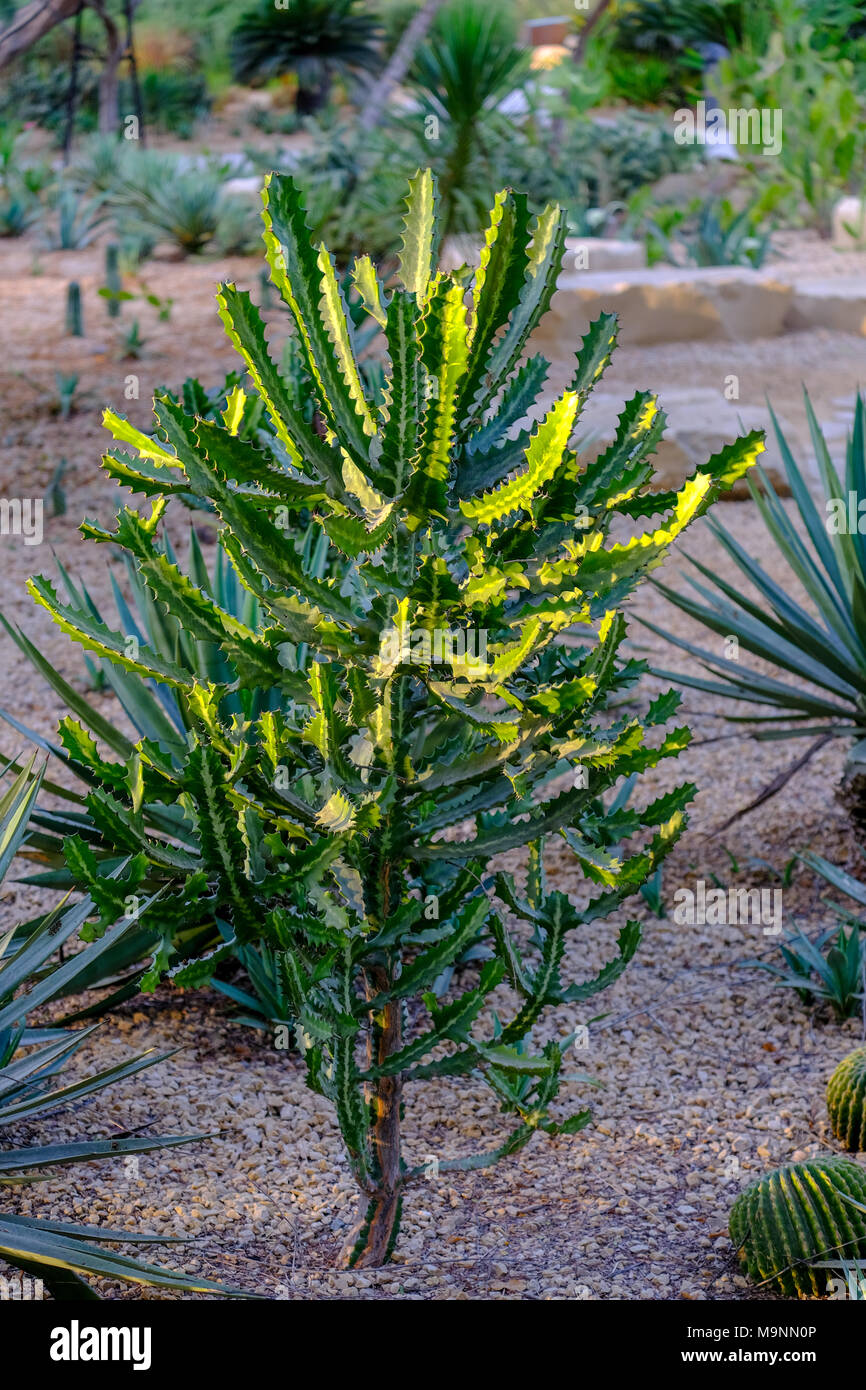 Un tipo di cactus pianta con foglie lunghe Foto stock - Alamy