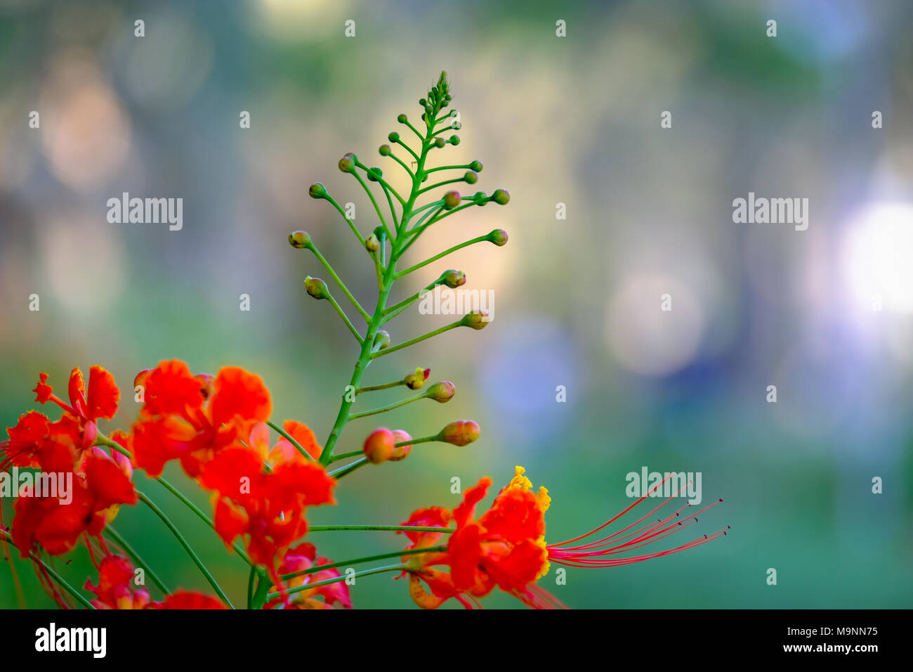 Red uccello del paradiso, isolato gemme di 'Peacock Flower' acquisite a Umm Al Parco Emirat, Abu Dhabi, Emirati arabi uniti Foto Stock