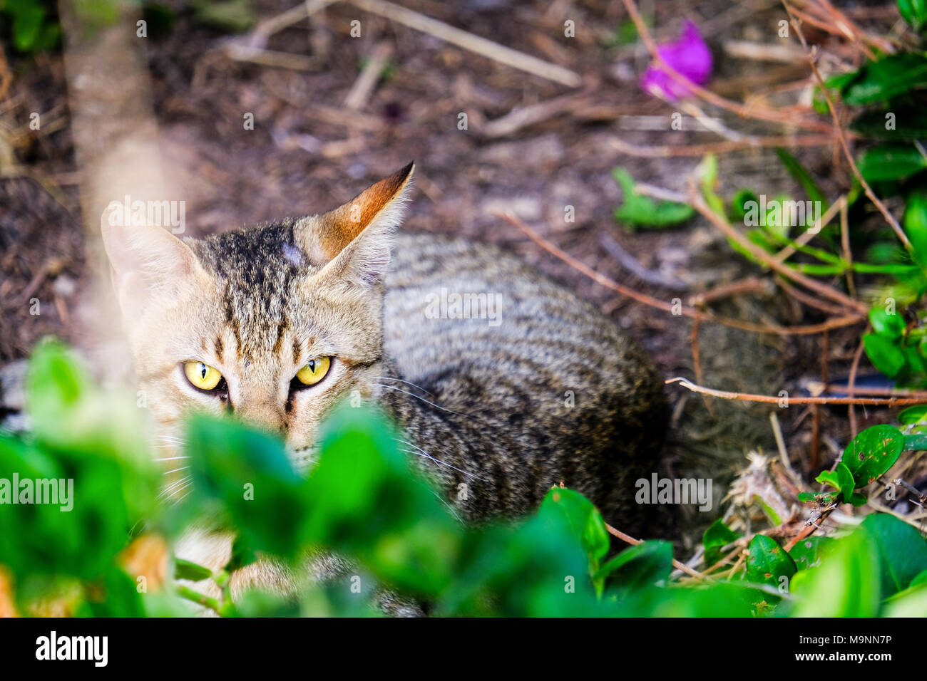 Il gatto domestico, il gatto di casa (Felis silvestris f. catus), starring al fotografo in back yard, Abu Dhbai Foto Stock