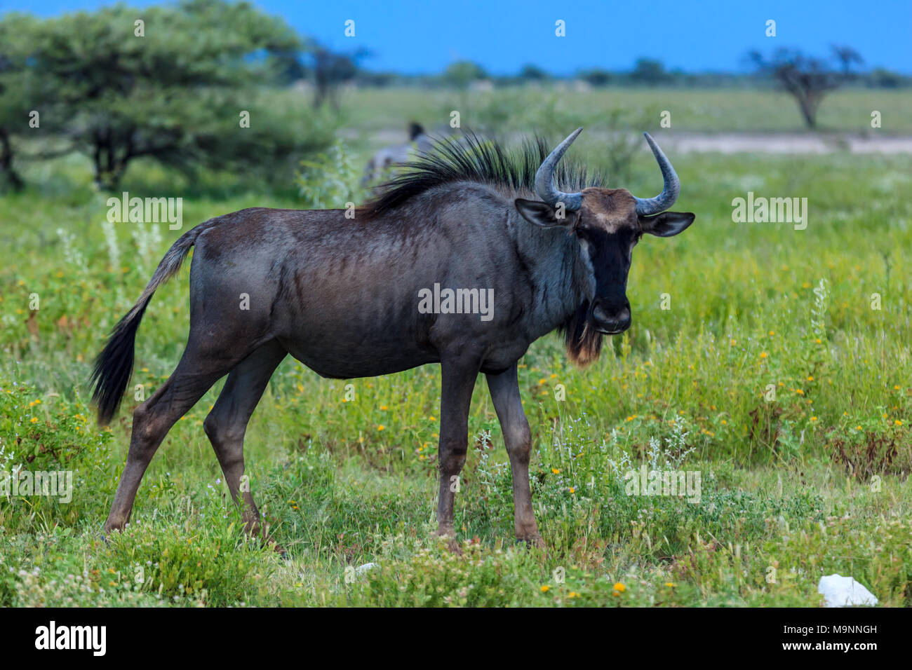 Primo piano della GNU in open savana in Africa Foto Stock
