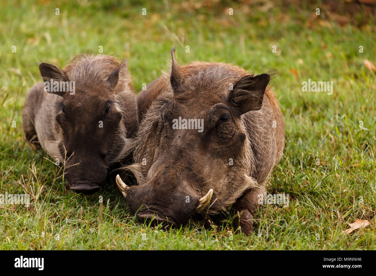 Close up di madre e bambino facoceri appoggiata nella savana africana Foto Stock