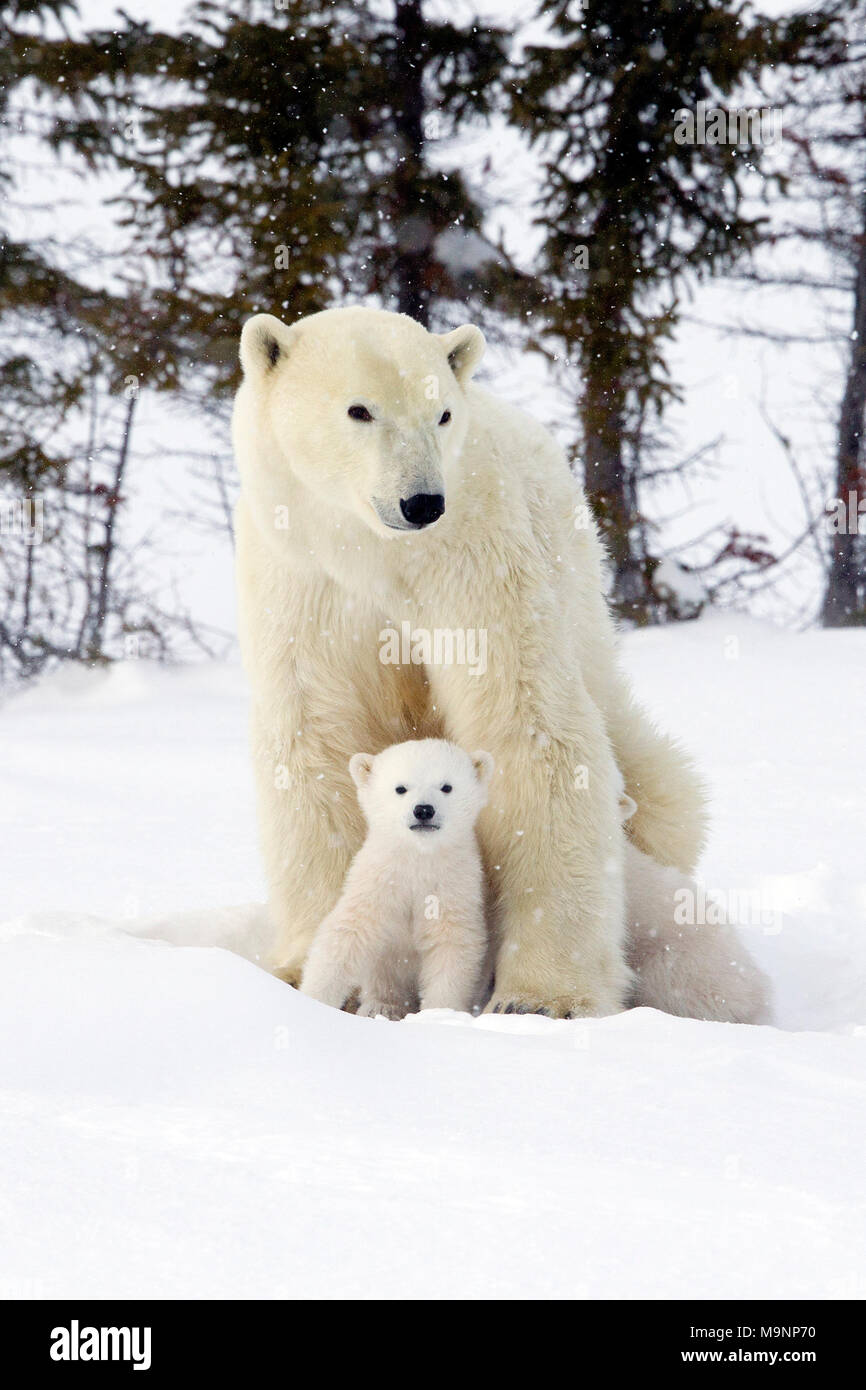 Orso polare e Mom Cub Foto Stock