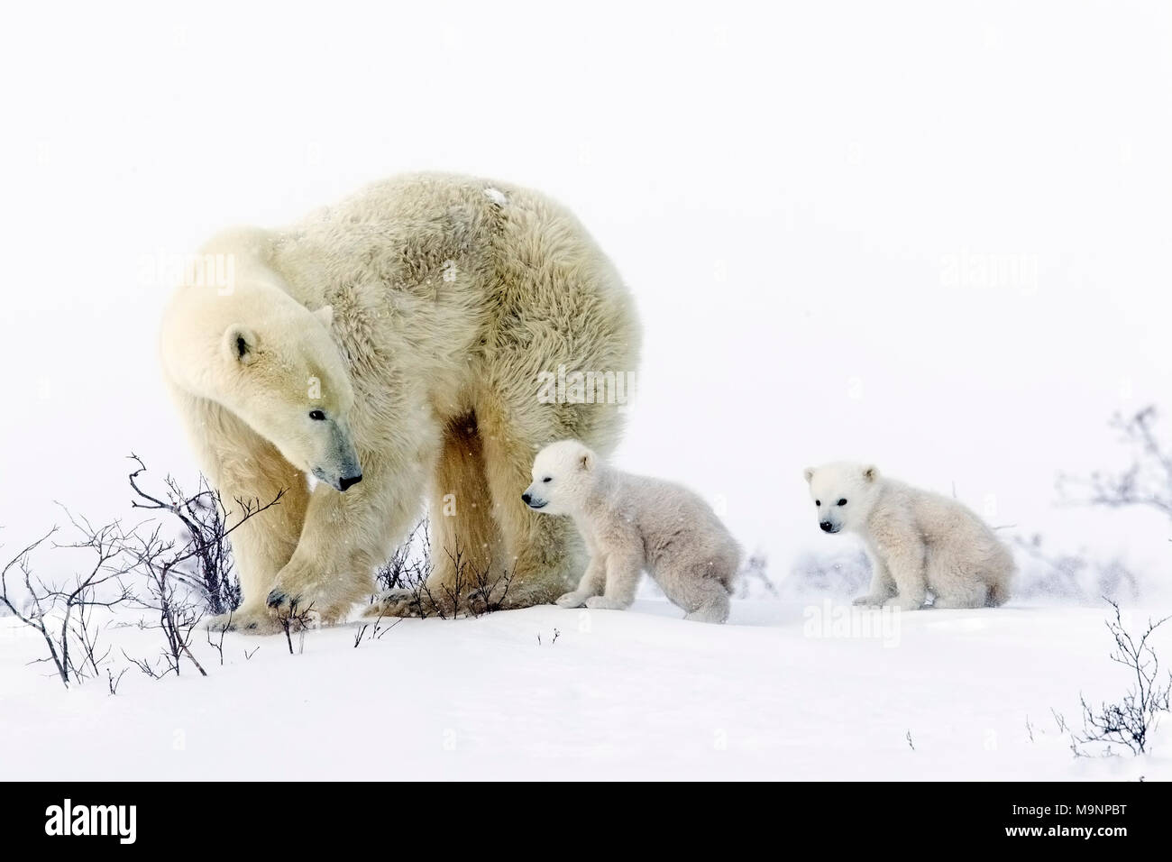 Orso polare Mom guardare indietro per vedere se i cuccioli sono i seguenti Foto Stock