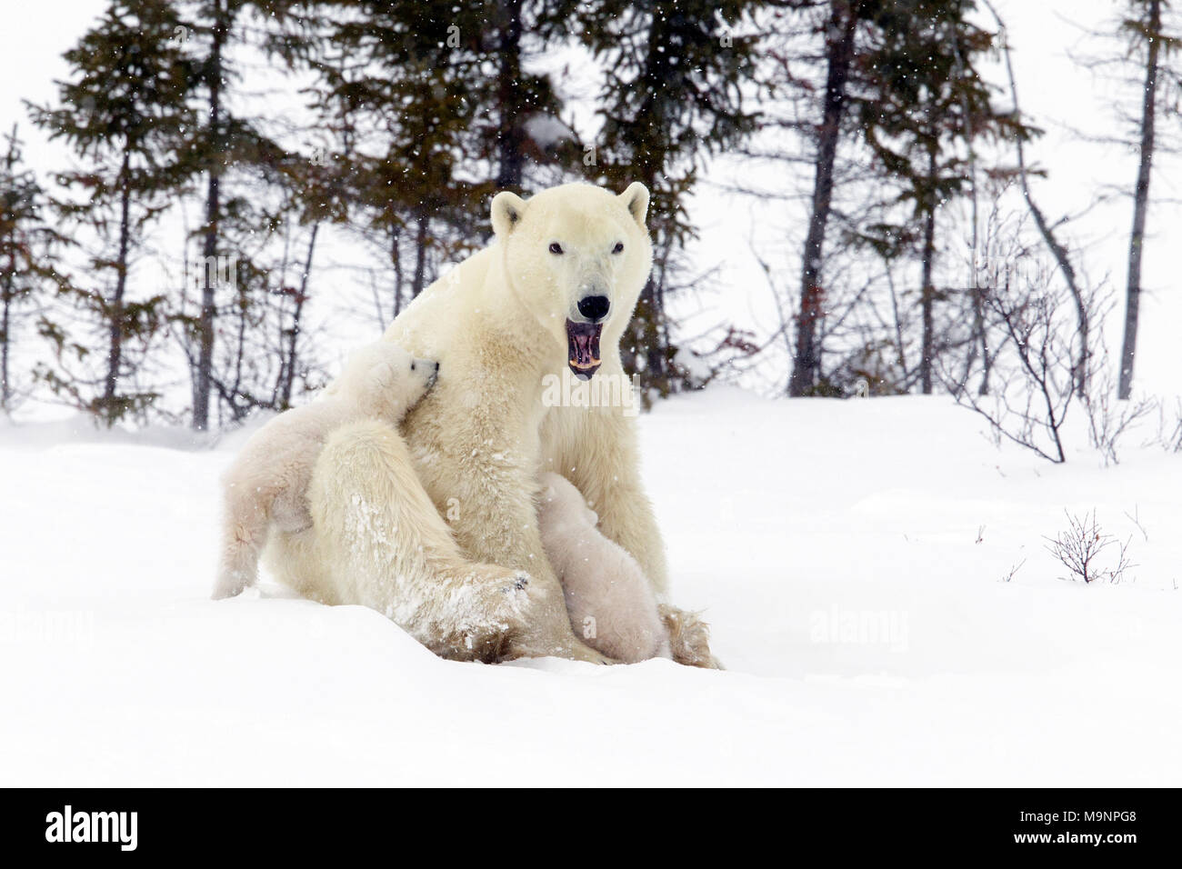Orso polare seduta Mom fino ai cuccioli di infermiere Foto Stock