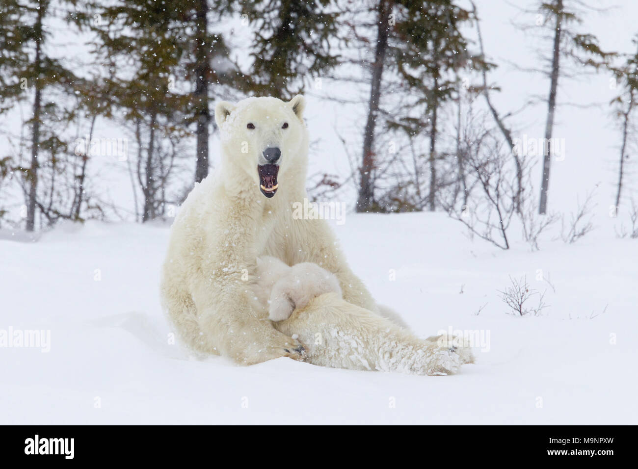Orso polare seduto fino ai cuccioli di infermiere Foto Stock