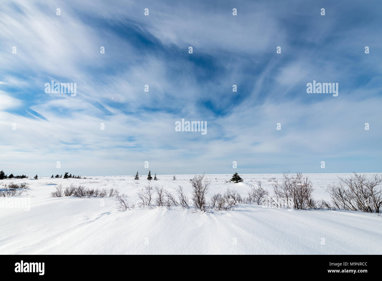 La Taiga - che si verificano tra la foresta boreale e la tundra artica -- a volte indicata come "terra di piccoli bastoni ' zona di Manitoba in Canada Foto Stock