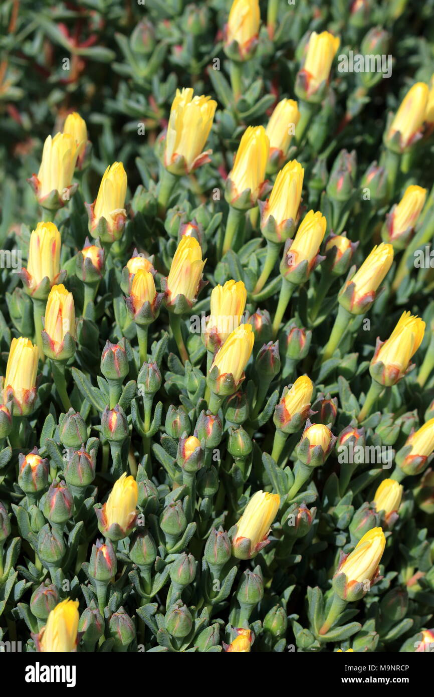 Chiusura del giallo non aperti faccia di maiale fiori o Mesembryanthemum, impianto di ghiaccio fiori, Livingstone margherite Foto Stock
