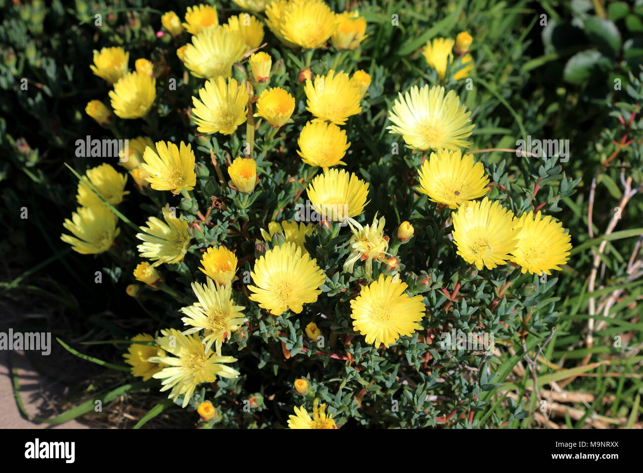 Giallo faccia di maiale fiori o Mesembryanthemum, impianto di ghiaccio fiori, Livingstone margherite in piena fioritura Foto Stock