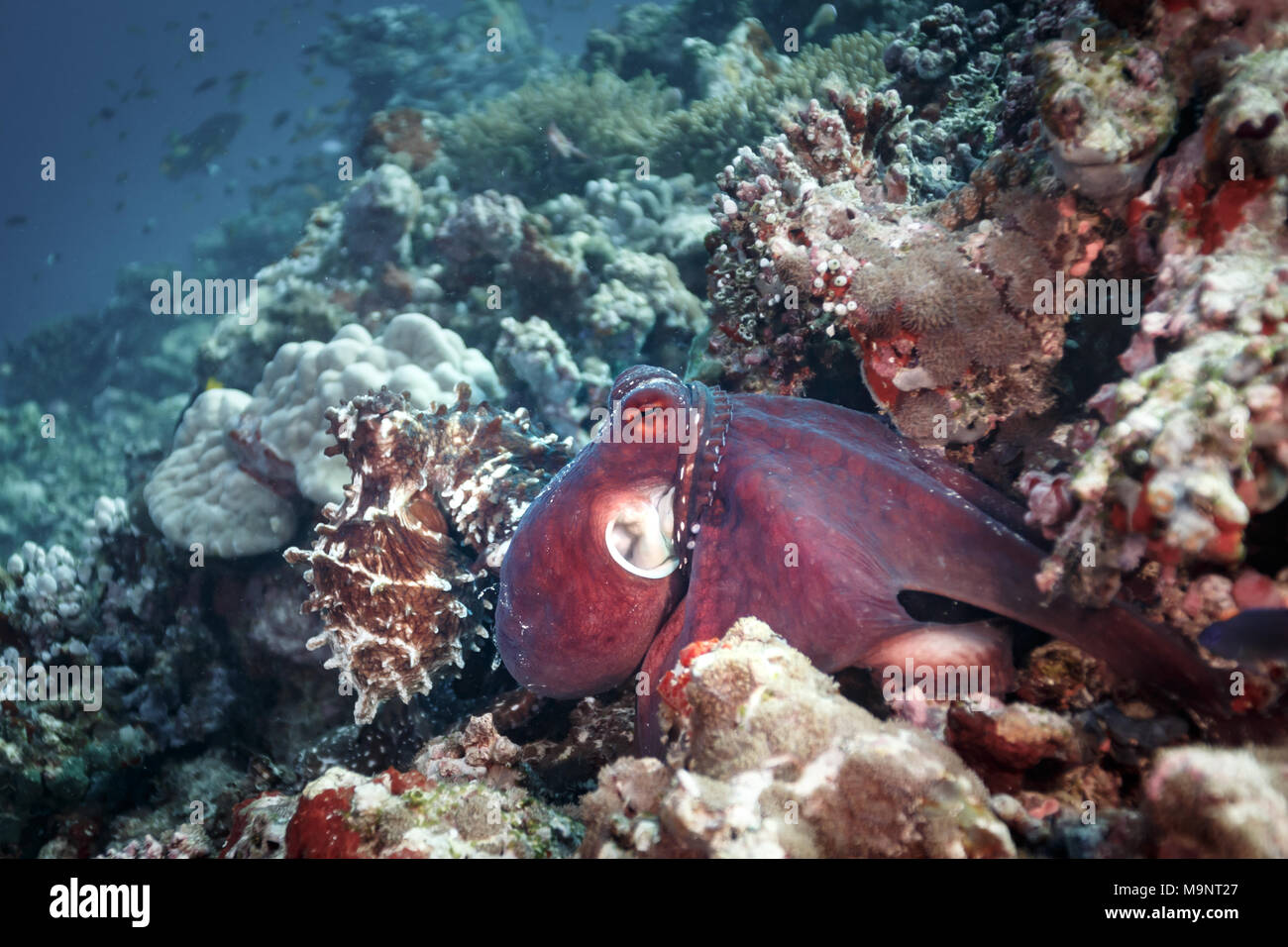2 polpi che si accoppiano e colori e texture lampeggianti sul loro corpo su una barriera corallina tropicale Foto Stock