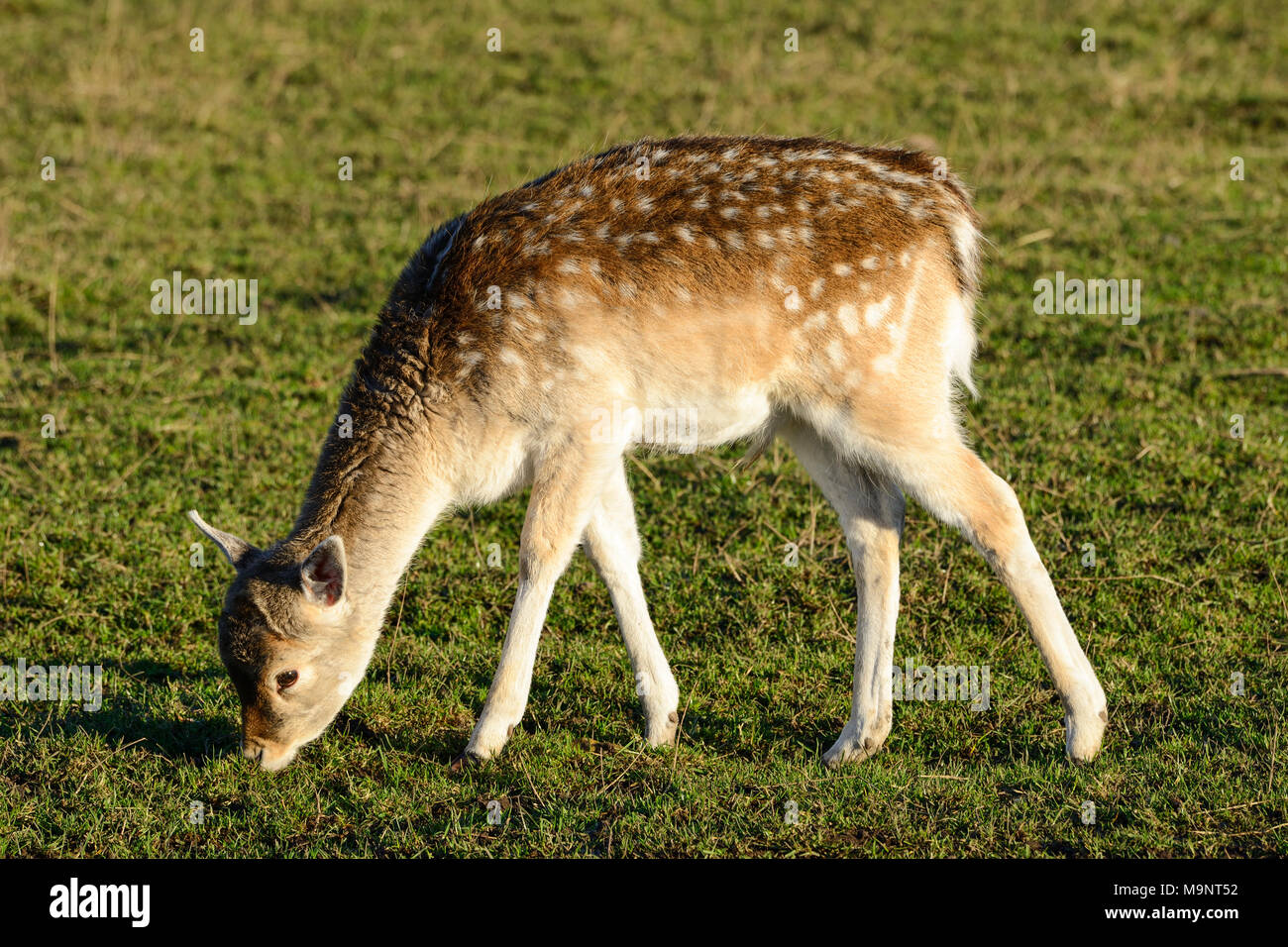 Sika vitello di cervo (Cervus nippon) presso la Scottish Centro Cervo, prua di Fife, Cupar, Scotland, Regno Unito Foto Stock