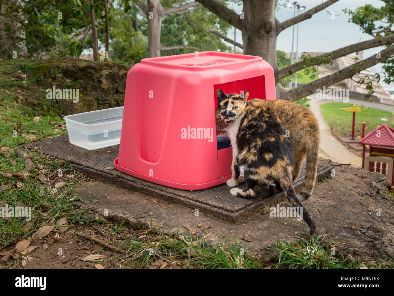 Salvare un Gato guarda dopo aver abbandonato i gatti in San Juan Foto Stock