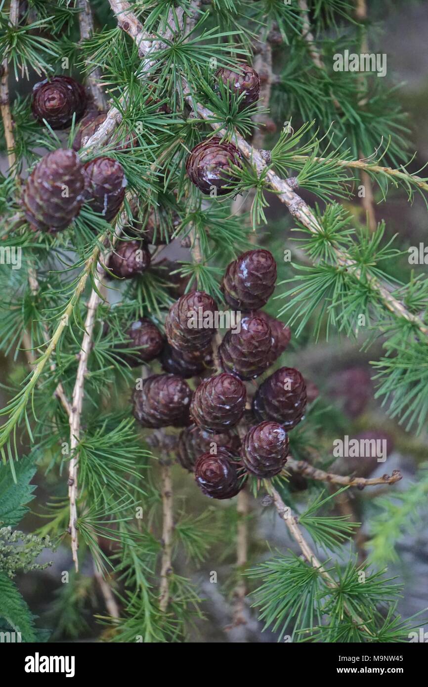 Cluster di piccolo, scuro, lucido e pigne sui rami di un albero. Foto Stock